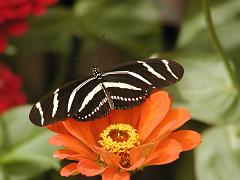 butterflies1 (295)